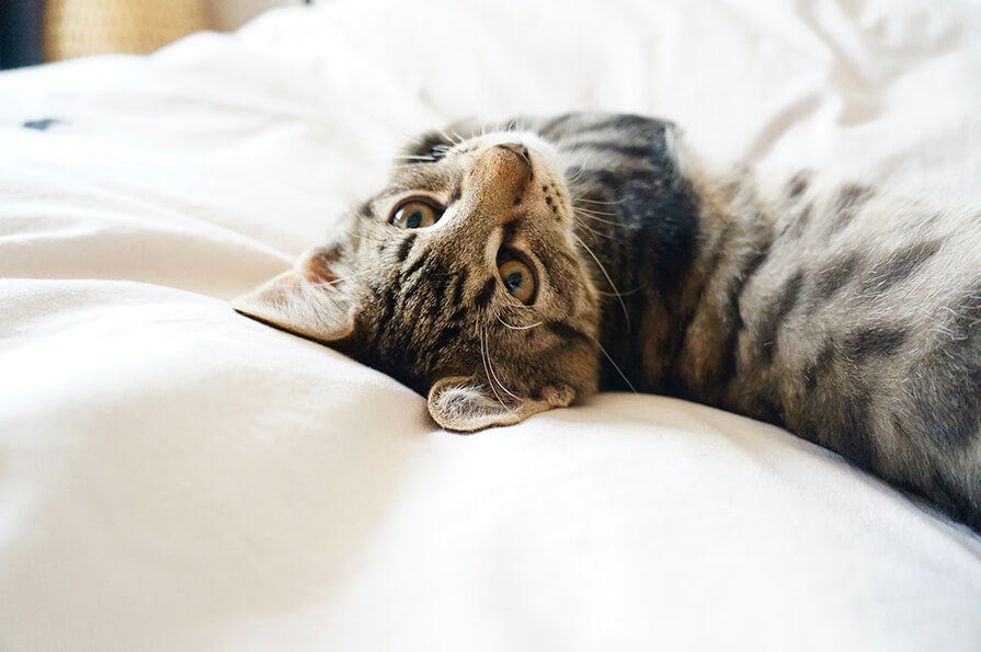 Some Important Factors You Need to Remember About Owning a Cat